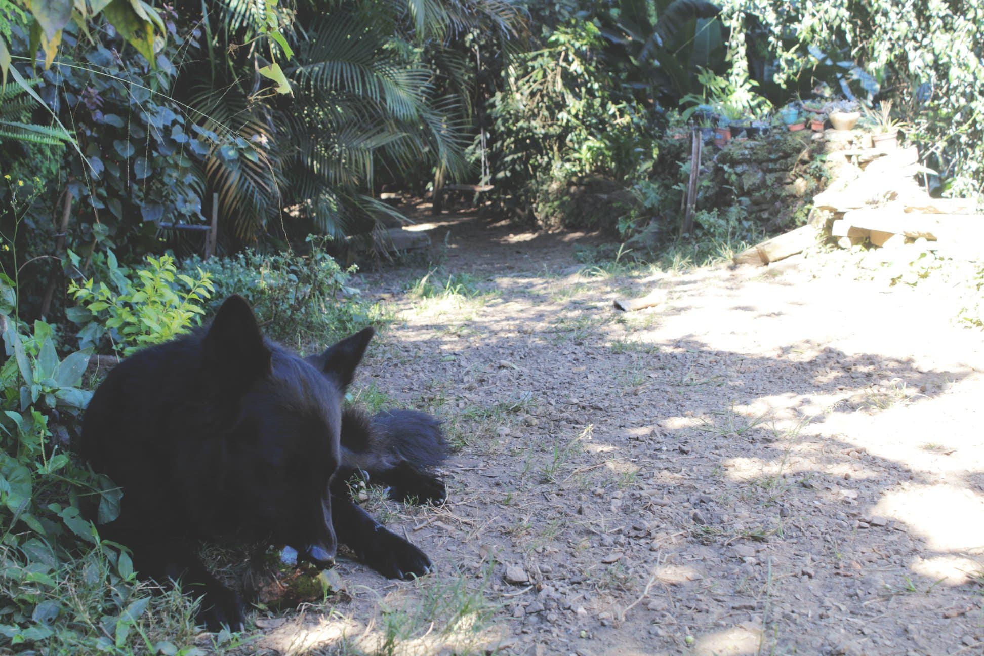 Área externa com jardim e espaço para churrasco.